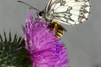 Le Demi-deuil (Lpidoptre - Nymphalidae - Melanargia galathea)